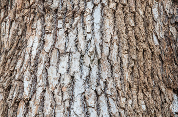 Bark pattern