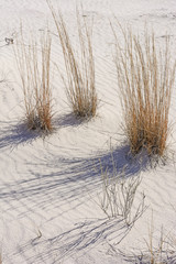 Desert Grasses and Shadows in the White Sands