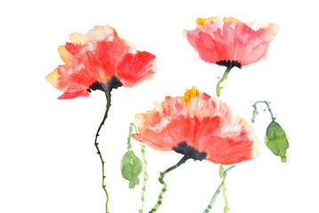 Beautiful wild flowers, watercolor illustrator