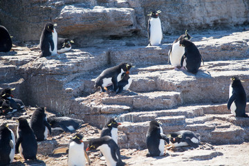 Rockhopper Penguins mating in colony