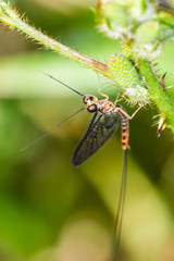 orange insect on green leaf