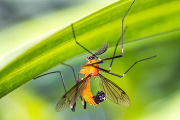 orange insect on green leaf