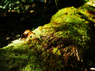 Travel in The Wood