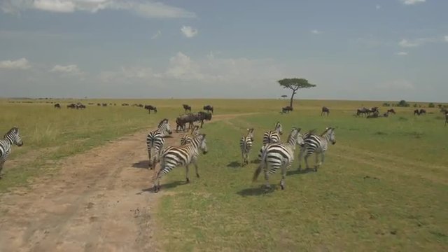AERIAL: Wildebeest and zebras in Kenya safari Maasai Mara