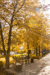 Naklejka premium The city park