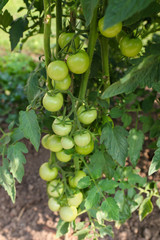 Closeup of unripen Cherry tomatoes on its vine in Europe