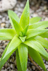 Obraz premium Close up of Succulent plant.