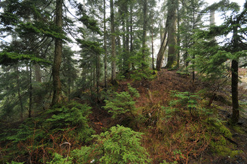 Dense forests of north Vancouver in early spring.