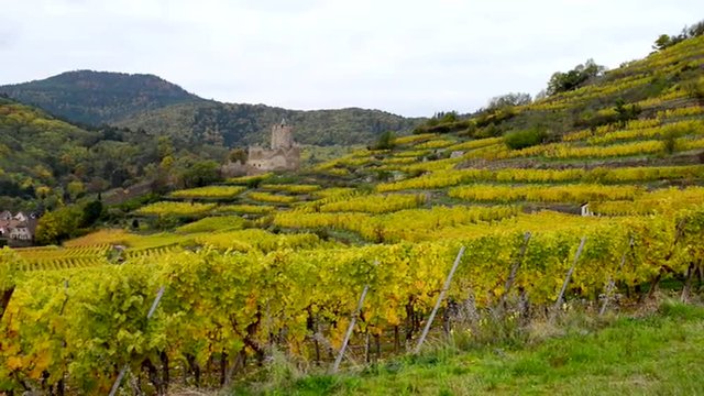 Village and vineyard in Alsace France