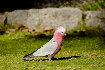 Galah - Australia