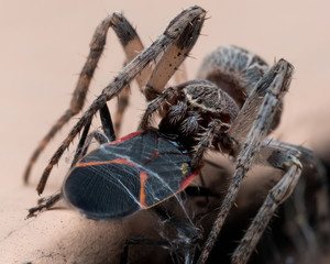 Orb Weaving Spider Eats Boxelder Bug