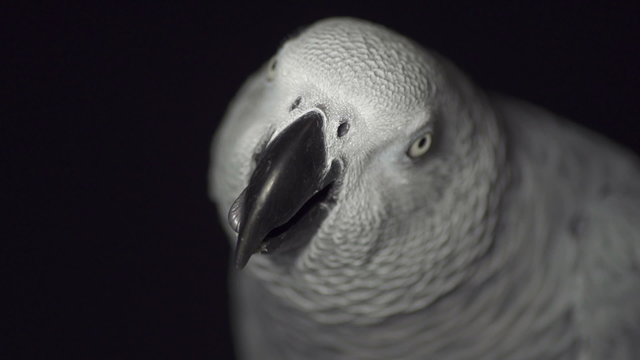 CLOSE UP: African grey parrot