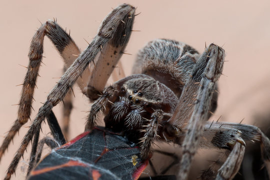 Orb Weaving Spider Eats Boxelder Bug