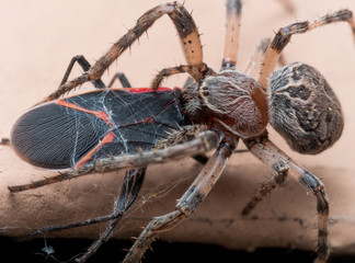 Orb Weaving Spider Eats Boxelder Bug