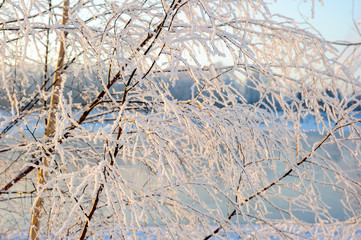 Frost on the trees, rime on the branches in winter, icicles in the sun, winter landscapes, snowy morning in the forest, fairy forest.