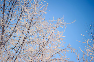 Frost on the trees, rime on the branches in winter, winter nature, winter in the woods, the view through the ice to the sky.