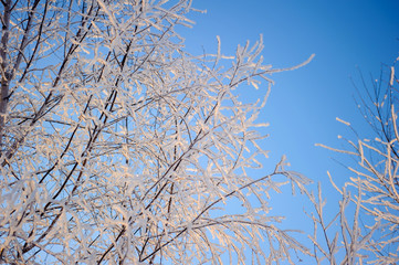 Frost on the trees, rime on the branches in winter,  icicles in the sun, winter nature, winter in the woods, the view through the ice to the sky.