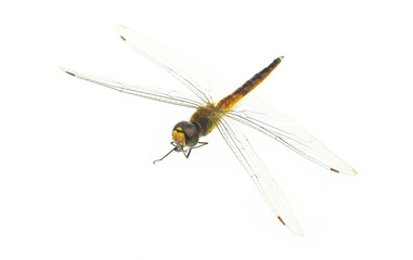 Dragonfly on white background