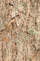 Bark pine background