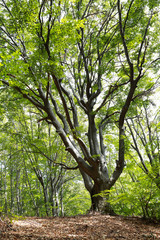 Tree in the forest, mountain landscape