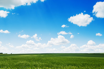 Springtime. Natural background of a green field and sky clouds.