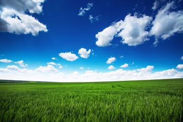 Wheat field against blue sky with white clouds. Agriculture scen