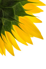 Fototapeta premium Sunflower and drops on the petals isolated on white background