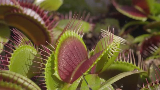 CLOSE UP: Spider gets caught in snap trap carnivorous plant