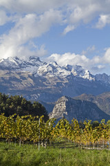 Weinfelder vor schneebedeckter Brenta