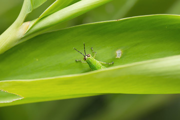 Grasshopper on the leaf.