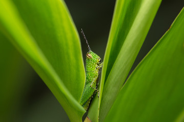 Grasshopper on the leaf.