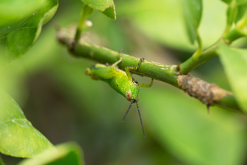 Grasshopper in the tree