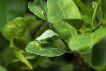 pupa