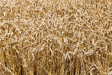 country field of ripe wheat in summer day