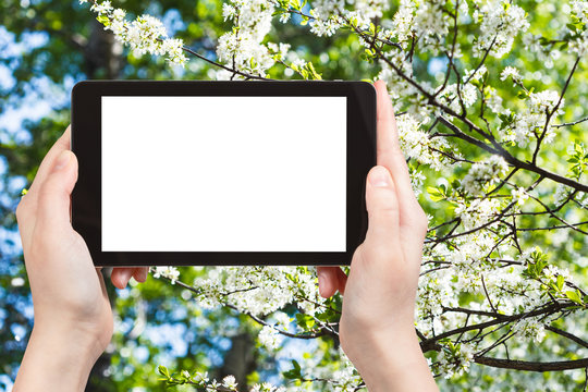 tablet pc and white blossoming tree in spring
