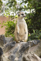 Meerkat standing alertful and watchful