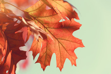 Autumn leaves against blue sky