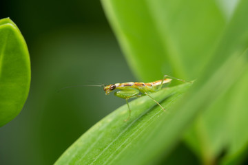 Mantis on the Leaf