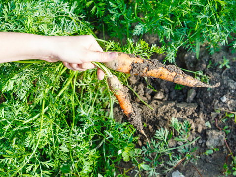 Two Freshly Picked Ripe Carrots In Hand