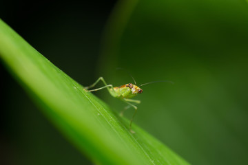 Fototapeta premium Mantis on the Leaf