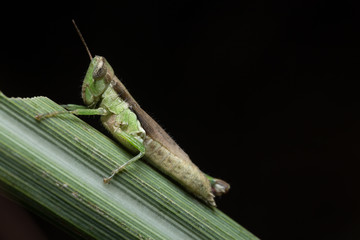 Mantis on the Leaf