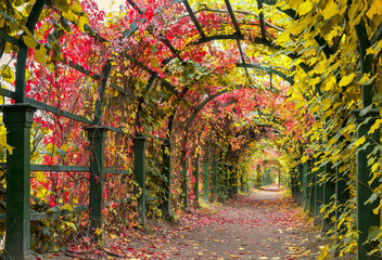 Autumn archway in the garden.