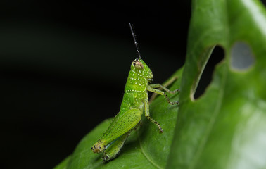 Grasshopper on the Leaf