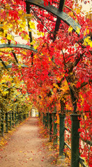 Autumn archway in the garden. © Vladimir Sazonov