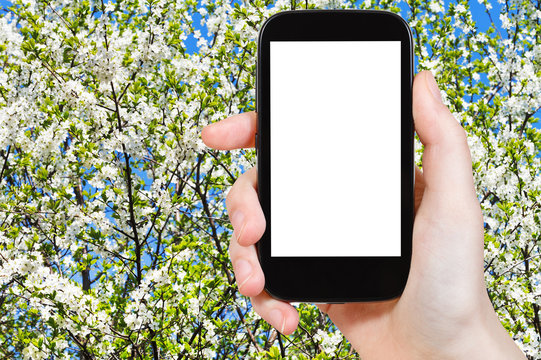 smartphone and blossoming tree in spring