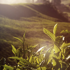 Fresh Tea Leaves at Plantation in Malaysia Concept