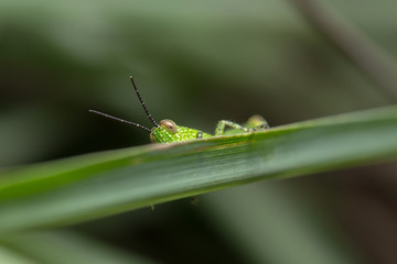 Grasshopper on the Leaf