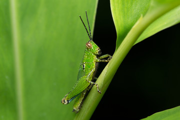 Grasshopper stick on the branch