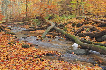 Autumn forest and little creek