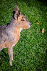 Patagonian Mara